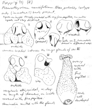 Vorschaubild Pleurothyrium cuneifolium Nees